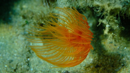 Polychaeta Smooth tubeworm or red-spotted horseshoe (Protula tubularia) close-up undersea, Aegean Sea, Greece, Halkidiki, Pirgos beach