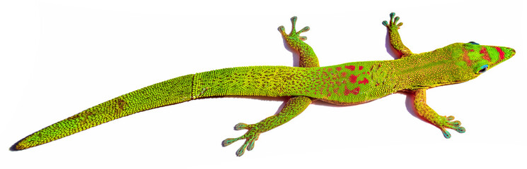 Gecko vert, Île de la Réunion 