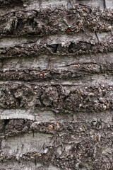 Closeup texture of natural tree bark background. Rough surface of trunk.