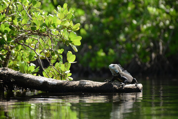 camouflaged iguana basking on mangrove branch, blending perfectly with the dense foliage