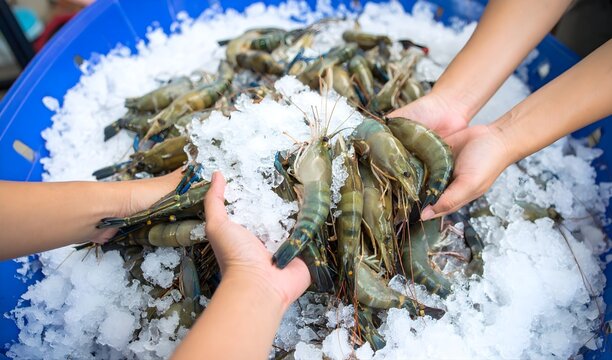 Freshly caught prawns being sorted and inspected by hands in a bucket filled with ice