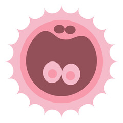 Zygote Formation First Cell After Fertilization