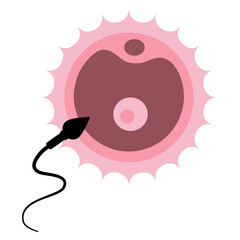 Fertilization Process Human Egg and Sperm Cell Interaction