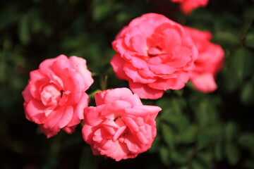 ピンクの薔薇