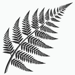 fern leaf isolated on white
