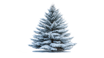 Snow-covered Christmas tree isolated on transparent background, single realistic pine tree in centered composition with clean white margins, photorealistic winter concept.