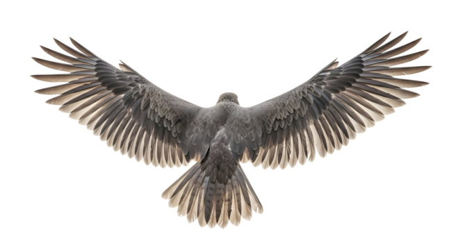 A majestic bird soaring gracefully with wings spread wide, captured in mid-flight