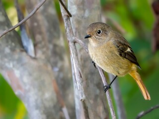 木陰で周りを見渡しているジョウビタキの雄のクローズアップ