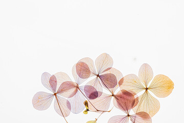 Hydrangea's translucent petals show delicate veins. Ethereal