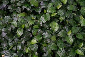 Lush Green Leaves Background: Natural Pattern and Texture