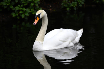 Naklejka premium Elegant White Swan Swimming on Dark Water bird lake