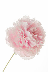 Naklejka premium A pale pink Peony flower blooms. Its petals are soft against a stark white background