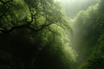 Lush, misty forest canopy