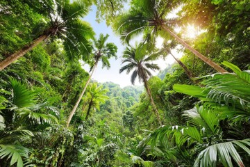 Lush tropical forest canopy. Sunlight streams through towering palm trees
