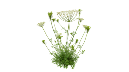 Delicate white Queen Anne's Lace blooms, delicate detail, natural beauty