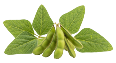 Fresh green soybeans with leaves isolated on transparent background, a healthy and nutritious ingredient for cooking and eating