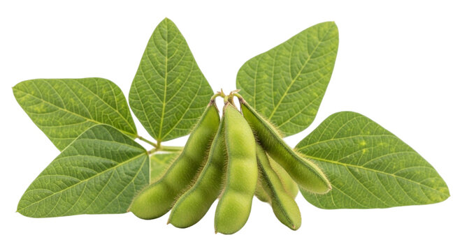 Fresh green soybeans with leaves isolated on transparent background, a healthy and nutritious ingredient for cooking and eating