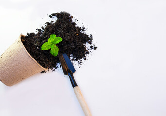 Top view o f abstract healthy green young sprout in compostable pulp pot, eco containers and rich soil symbolizing nature care and environmental background.