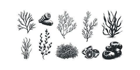 Collection of Hand-Drawn Aquatic Plant and Fruit Images