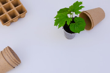 Top view fresh seedling in eco paper pulp pot, beside biodegradable pots sets on white background. Recycle, reduce, and reuse concept.