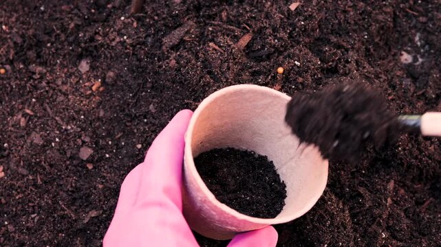 Top view shoveling compost dark soil into seedling pulp cup plating background. Video 4K.