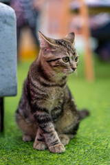 Curious Tabby Kitten Sitting on Green Grass Carpet
