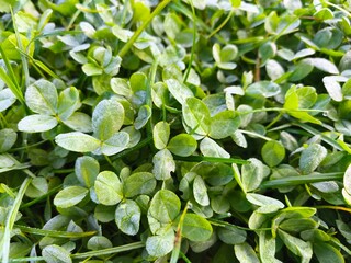 Close-up of creeping clover leaves covered in morning dew during autumn, showcasing detailed textures and seasonal moisture on foliage.