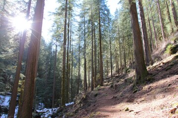 Obraz premium Sun-dappled forest path