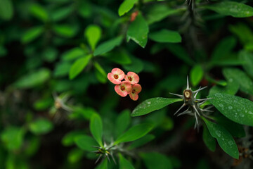 Crown of thorns (Euphorbia milii) with pink flowers and thorny stem