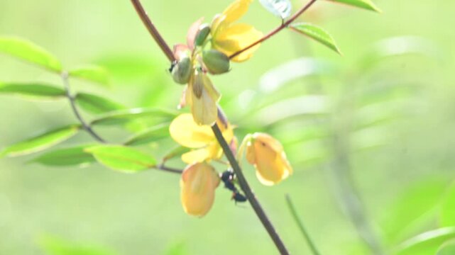 Senna occidentalis plant flower. Its common names septicweed, coffee senna,&nbsp;coffeeweed, Mogdad coffee,&nbsp;negro-coffee,&nbsp;senna coffee,&nbsp;Stephanie coffee flower,&nbsp;stinkingweed&nbsp;and&nbsp;styptic weed.
