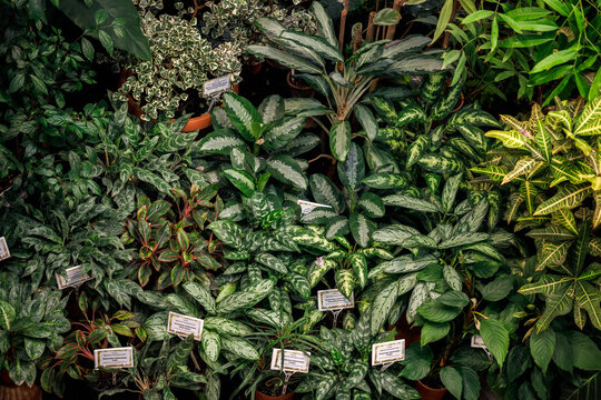 Variety of tropical houseplants with name tags in greenhouse