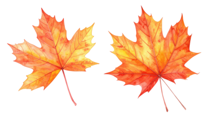 Two watercolor maple leaves with vibrant autumn colors, set against a black background, detailed with veins