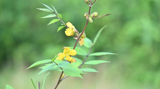 Senna occidentalis plant flower. Its common names septicweed, coffee senna,&nbsp;coffeeweed, Mogdad coffee,&nbsp;negro-coffee,&nbsp;senna coffee,&nbsp;Stephanie coffee flower,&nbsp;stinkingweed&nbsp;and&nbsp;styptic weed.
