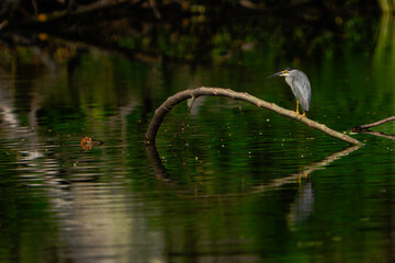 Stride Heron in Curve Branch