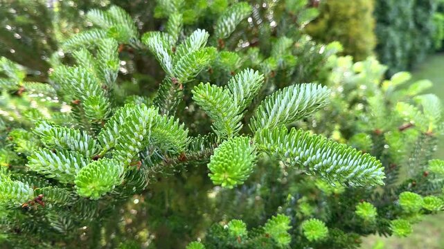 A detailed close-up of a Korean fir branch showing bright green new growth against older, darker needles, capturing the essence of spring and vitality in a garden.