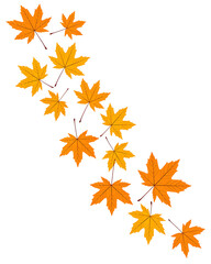Autumn maple leaves arranged in a descending diagonal line on a white background
