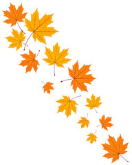 Fototapeta premium Scattered autumn maple leaves in vibrant orange and yellow hues isolated on white background