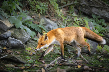 A red fox (Vulpes vulpes) searching for food in its natural habitat. The photo captures the animal’s alert posture and curiosity during hunting behavior in the 