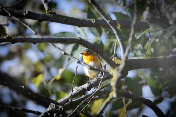 European robin hidden between branches in natural habitat