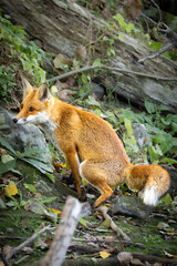 Fototapeta premium Red fox marking its territory in natural habitat