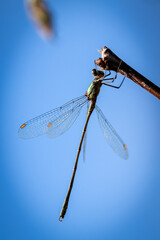 Emerald damselfly (Lestes sponsa) resting on a branch against blue sky