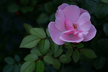 Fototapeta premium 花の女王