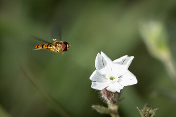 Hoverfly in flight approaching a white flower – macro insect photography