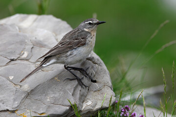 Water pipit // Bergpieper (Anthus spinoletta) 