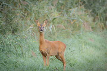 Female roe deer standing alert in green grass