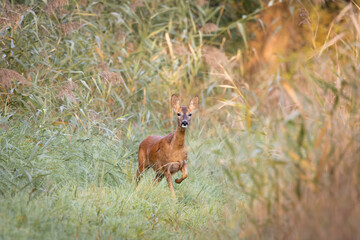 Female roe deer standing alert in green grass
