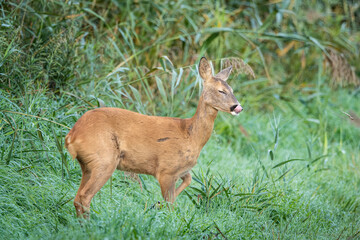 Female roe deer standing alert in green grass