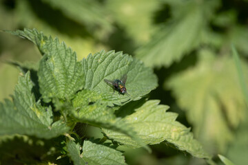 Green bottle fly on stinging nettle – macro photography of a blowfly in nature