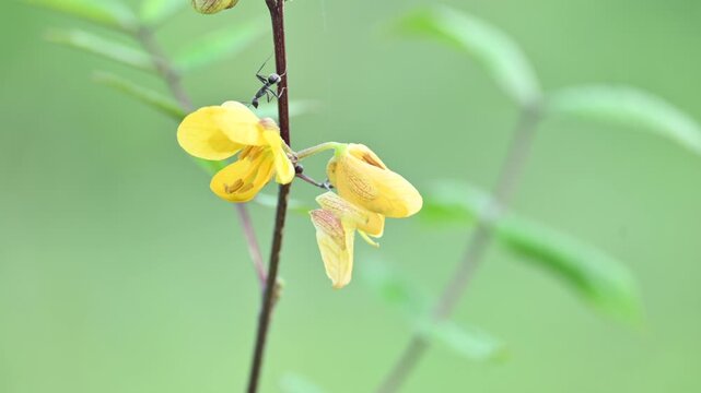 Senna occidentalis plant flower. Its common names septicweed, coffee senna,&nbsp;coffeeweed, Mogdad coffee,&nbsp;negro-coffee,&nbsp;senna coffee,&nbsp;Stephanie coffee flower,&nbsp;stinkingweed&nbsp;and&nbsp;styptic weed.
