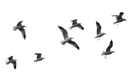 Graceful seagulls soar freely across the open sky